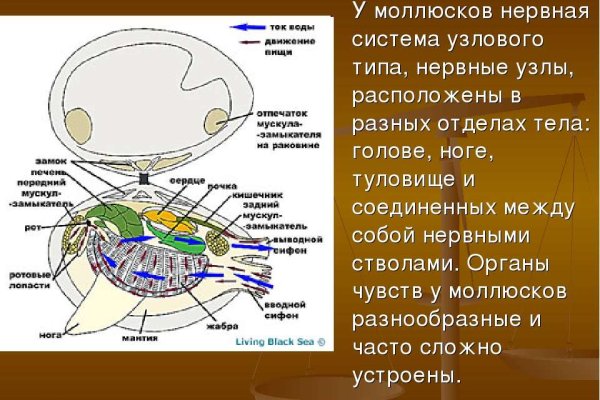 Ссылка на сайт кракен в тор браузере